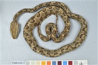 藏品(龜殼花)的圖片